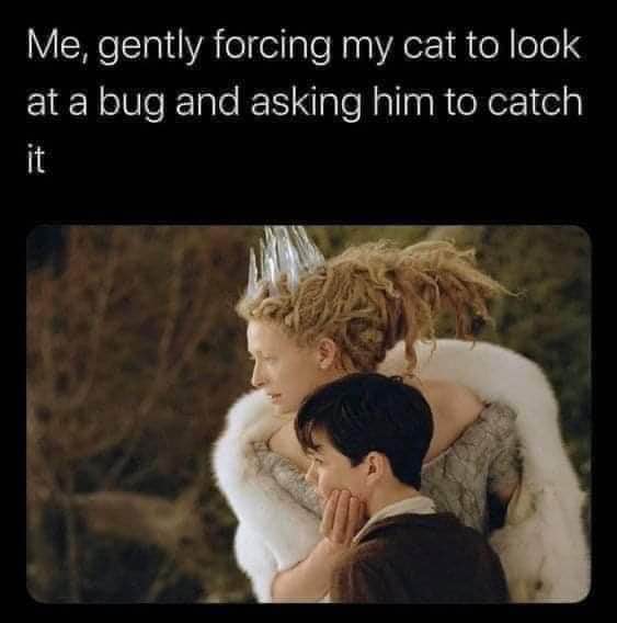 When you're trying to get your cat to do literally anything but they just stare blankly.