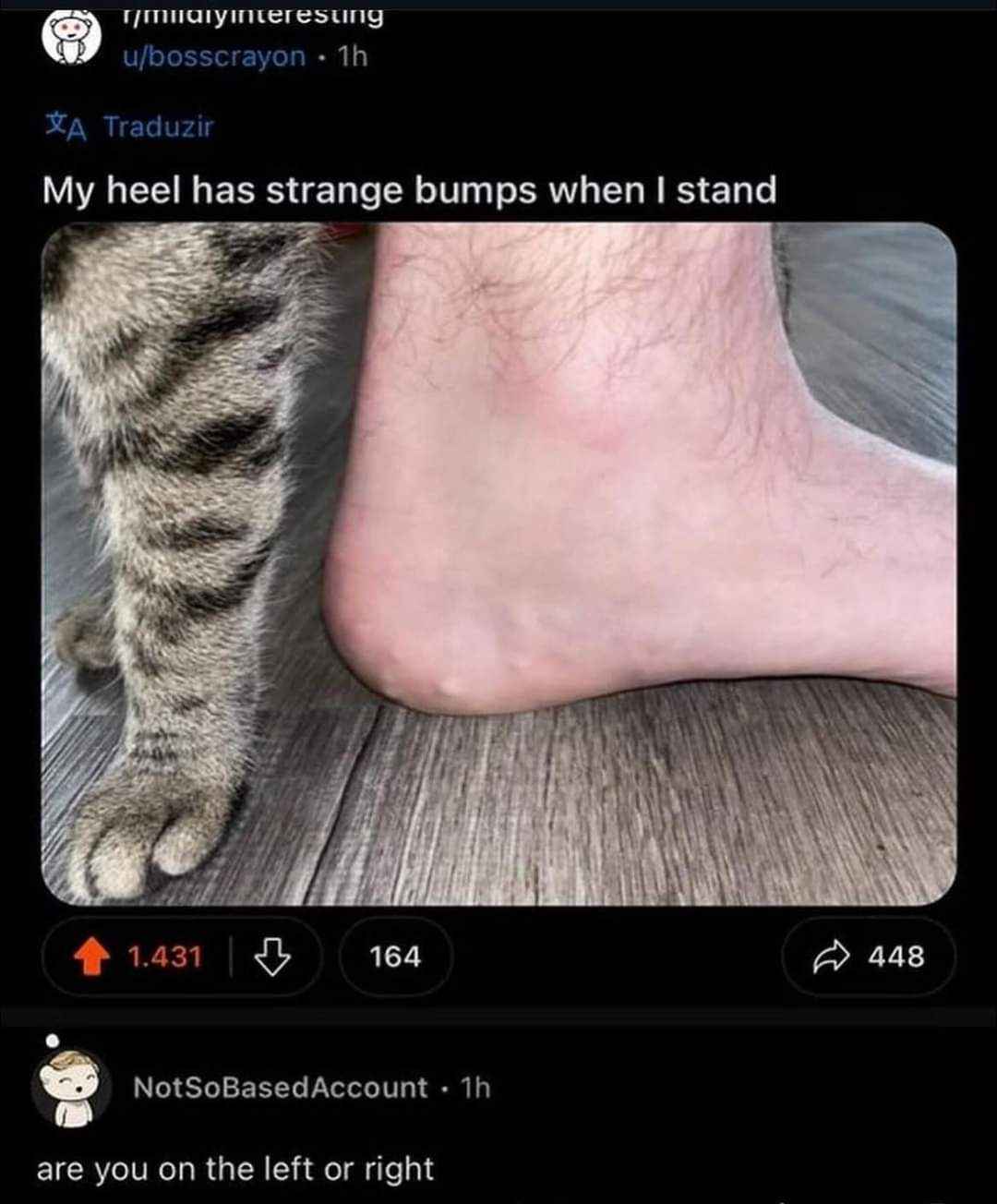 Cat's tail and weird heel bumps… the internet really has everything