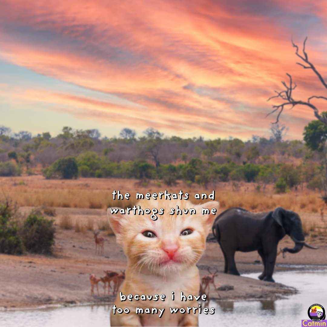 This cat is clearly having a rough time and nobody gets it.