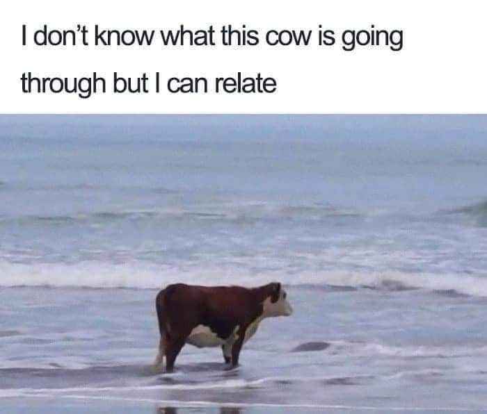This cow in the ocean looks like it's having an existential crisis and honestly same