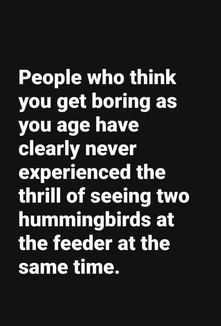 apparently watching hummingbirds fight over a feeder is peak excitement when you're older