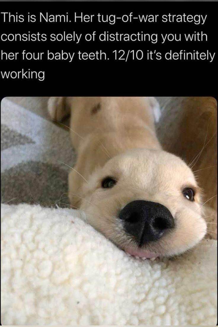 OMG this dog's tug-of-war strategy is just its tiny baby teeth, and it's apparently super effective.