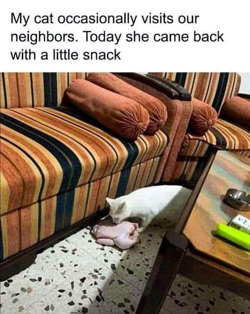My cat decided to bring me back a little souvenir from her neighborly visits.