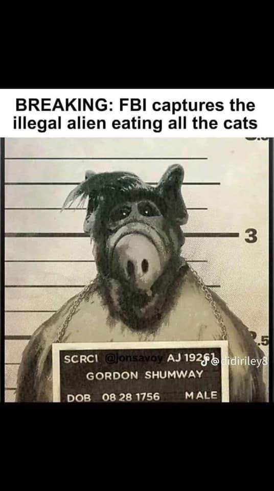 So THATS where all the cats have been going...