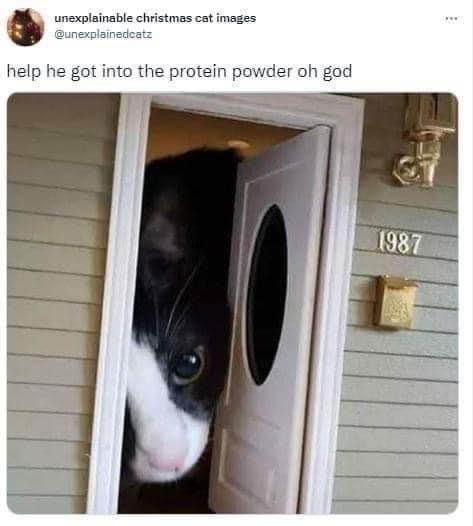 When the cat consumes too much protein powder and wants to tell you about it