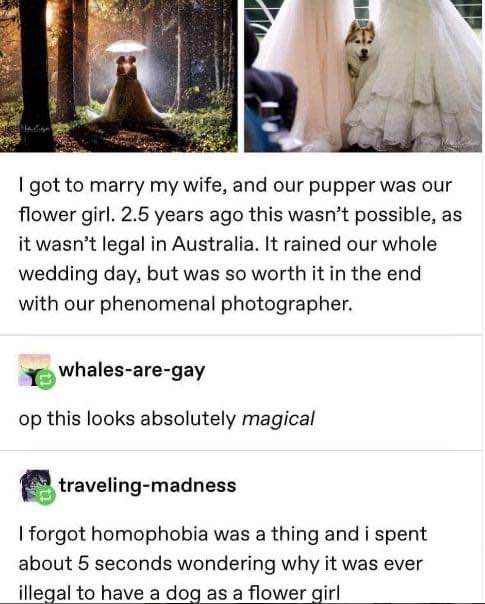 This comment about forgetting homophobia and thinking it was about dogs as flower girls is hilarious