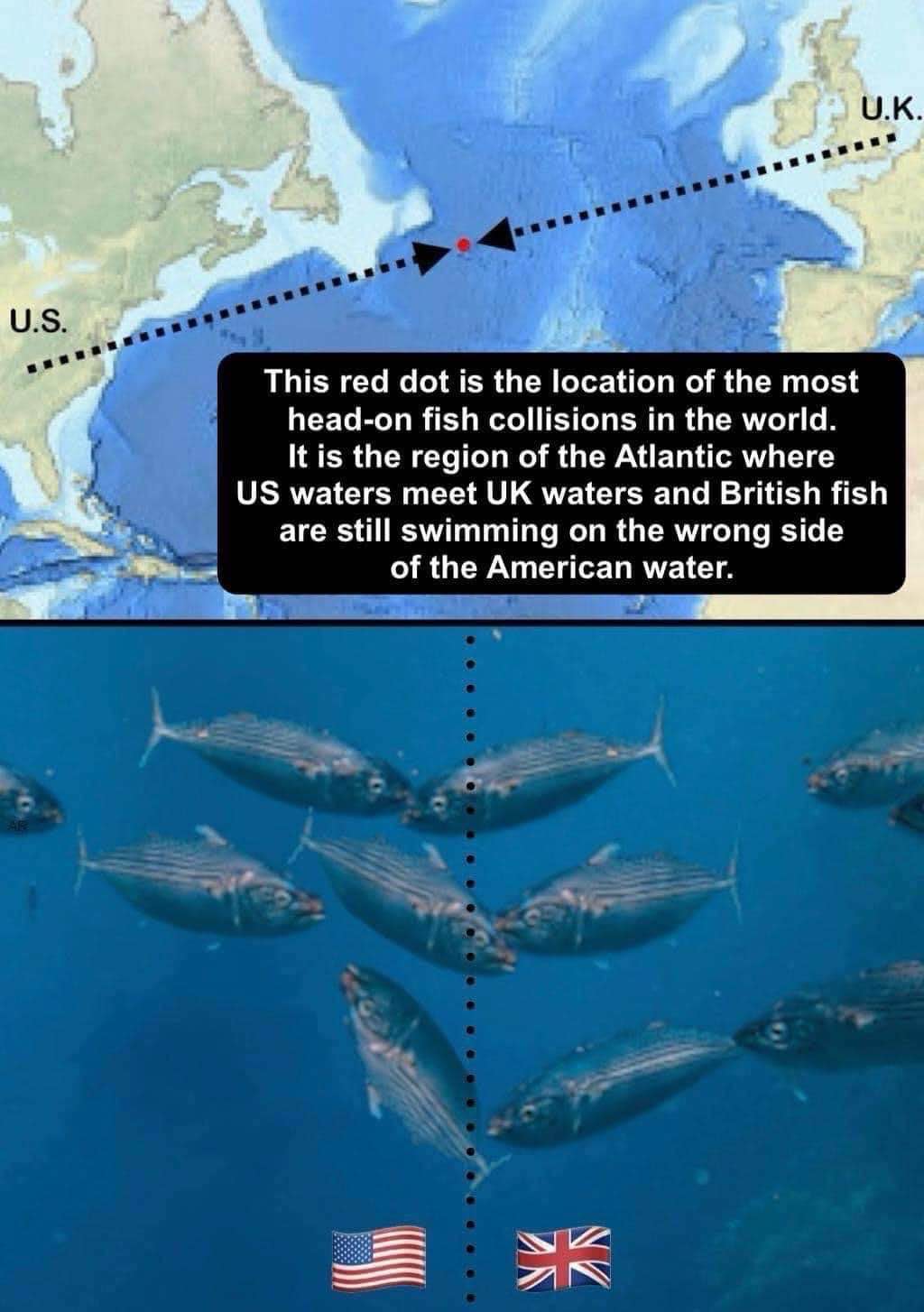So basically, fish are still driving on the wrong side of the road even in the ocean.