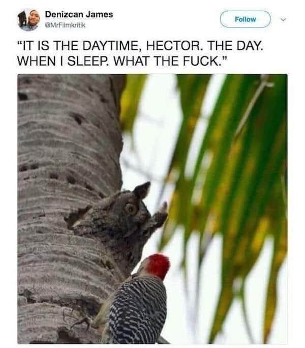 When the woodpecker won't stop making noise while you're trying to nap