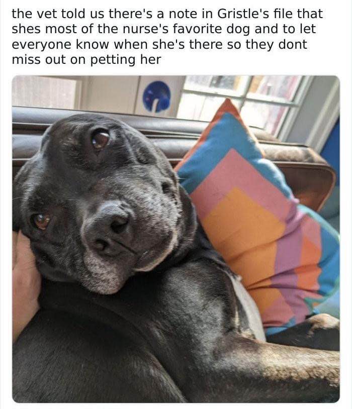 The vet knows Gristle is the favorite and made sure nobody misses out on petting her