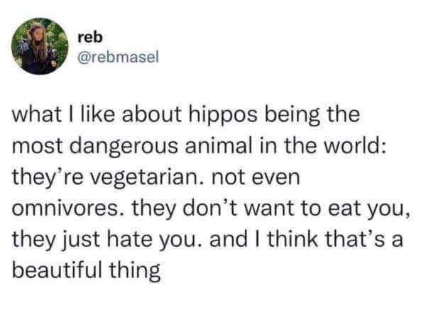Hippos are the most dangerous animal bc they hate you, not bc they're hungry. I love that vibe.