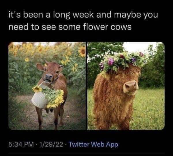 When you need a serotonin boost and someone shows you cows with flowers