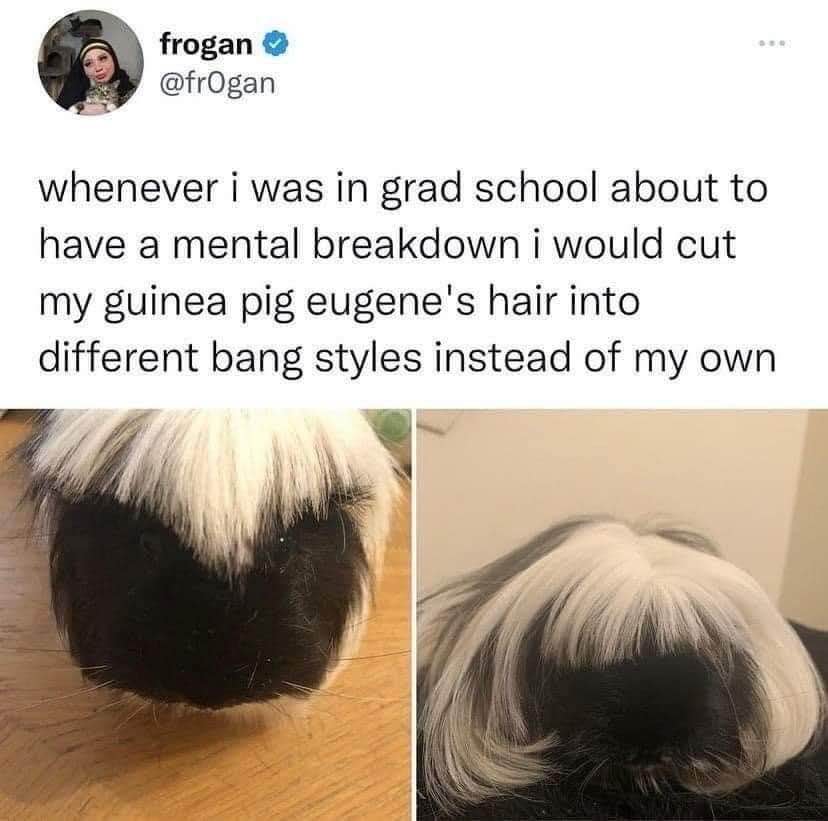 My grad school coping mechanism was giving my guinea pig bangs instead of cutting my own hair