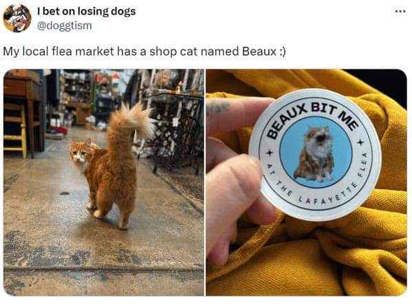 This shop cat is named Beaux and apparently he's a bit spicy.