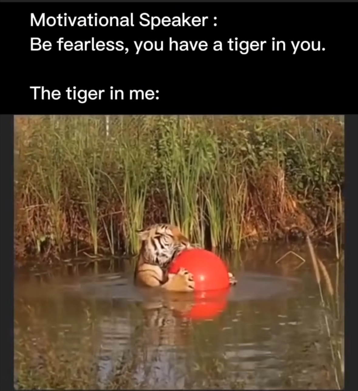When the motivational speaker says you have a tiger in you but you're just playing with a red ball in the water.