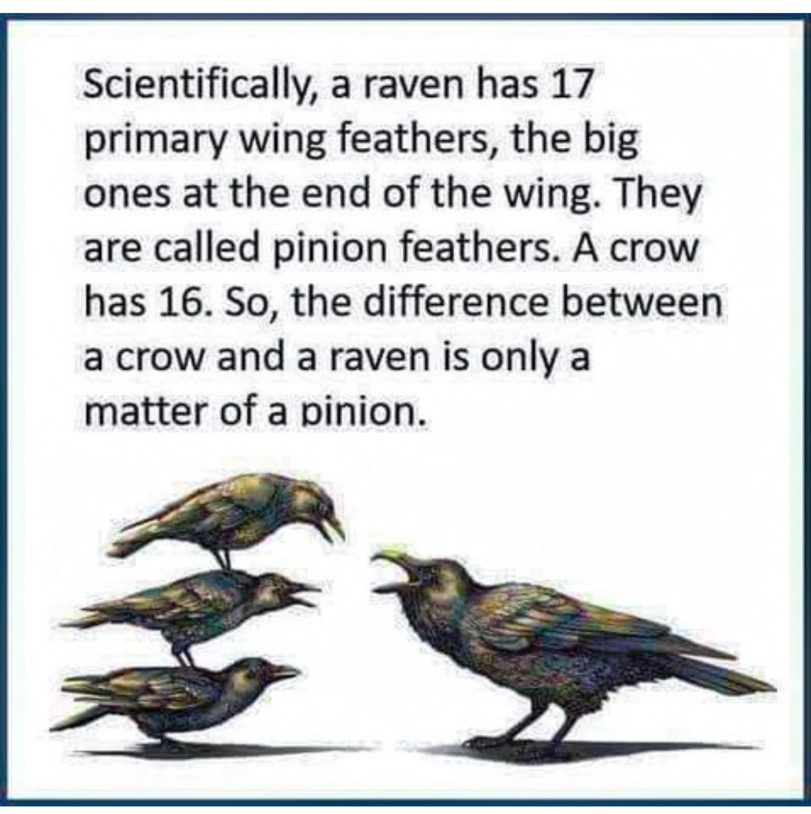 LOL, it's a pun about crows and ravens being a 'matter of a pinion'.