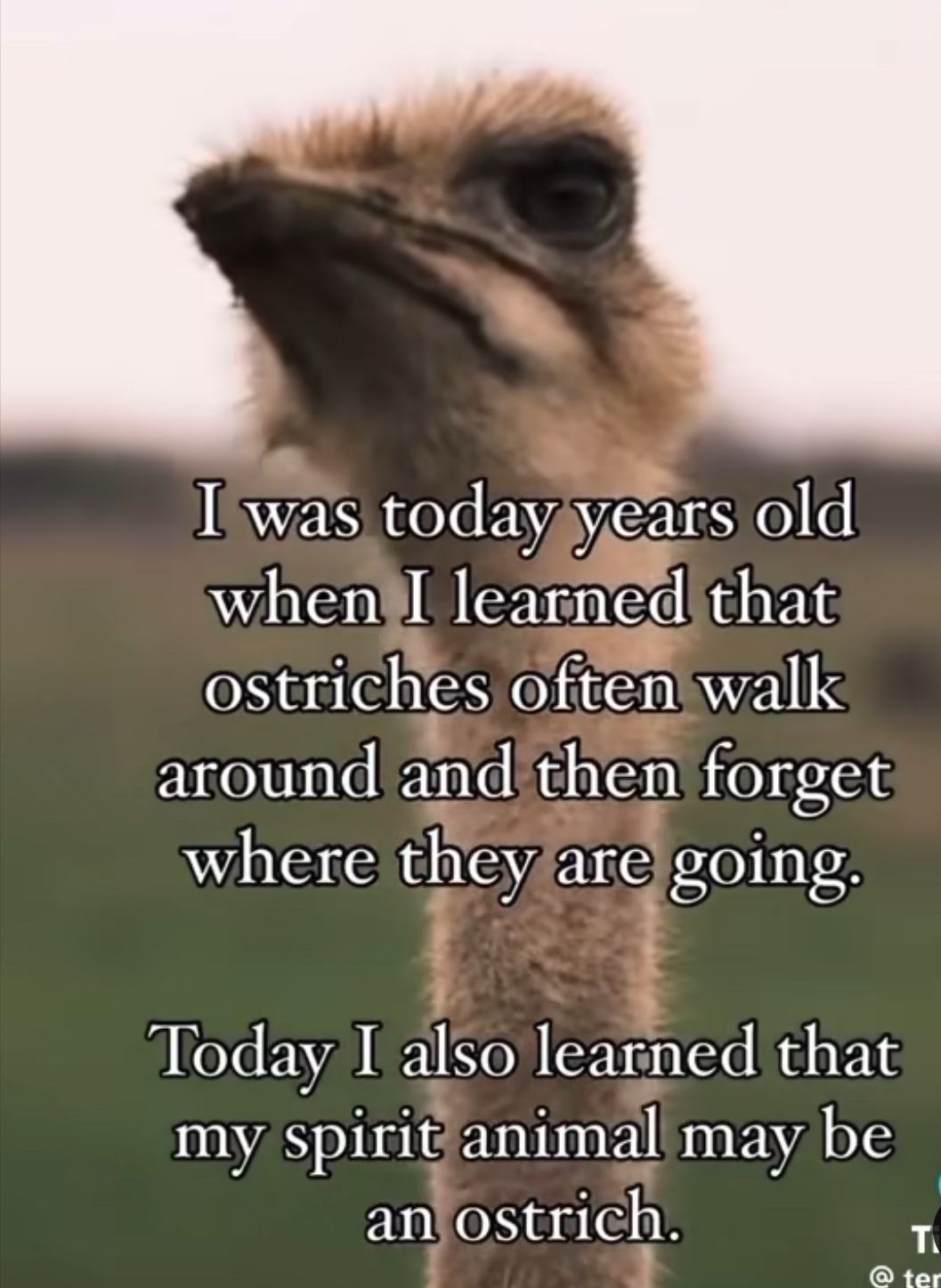 Mood. Apparently my spirit animal is an ostrich bc I also forget where I'm going.