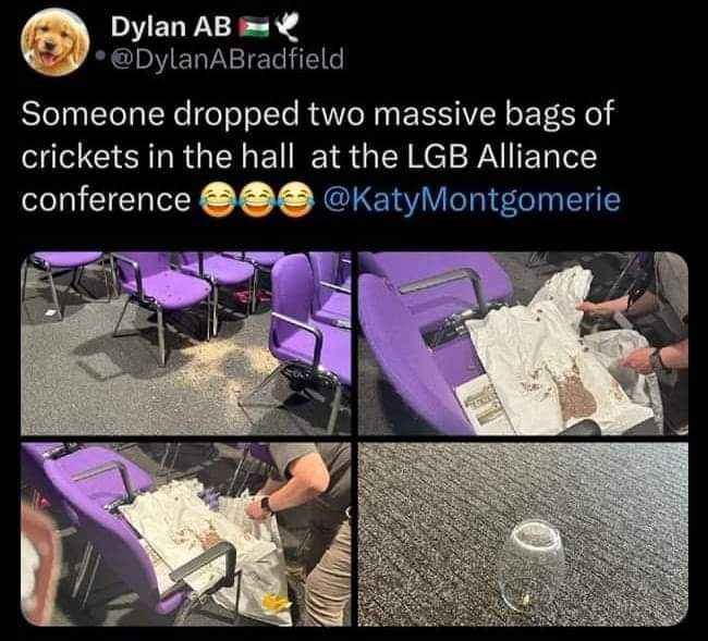 Someone absolutely flooded the LGB Alliance conference hall with crickets. That sounds like a nightmare.