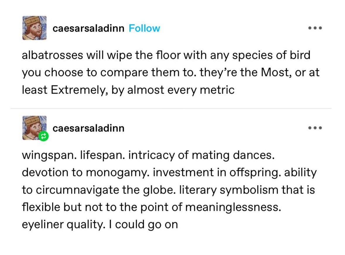 When you try to explain why albatrosses are superior but then you get to their eyeliner quality...