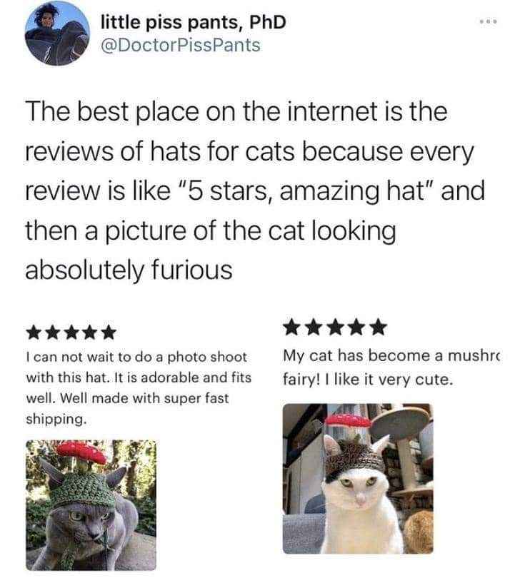 Cat owners writing rave reviews for cat hats, but the cats themselves look absolutely enraged.