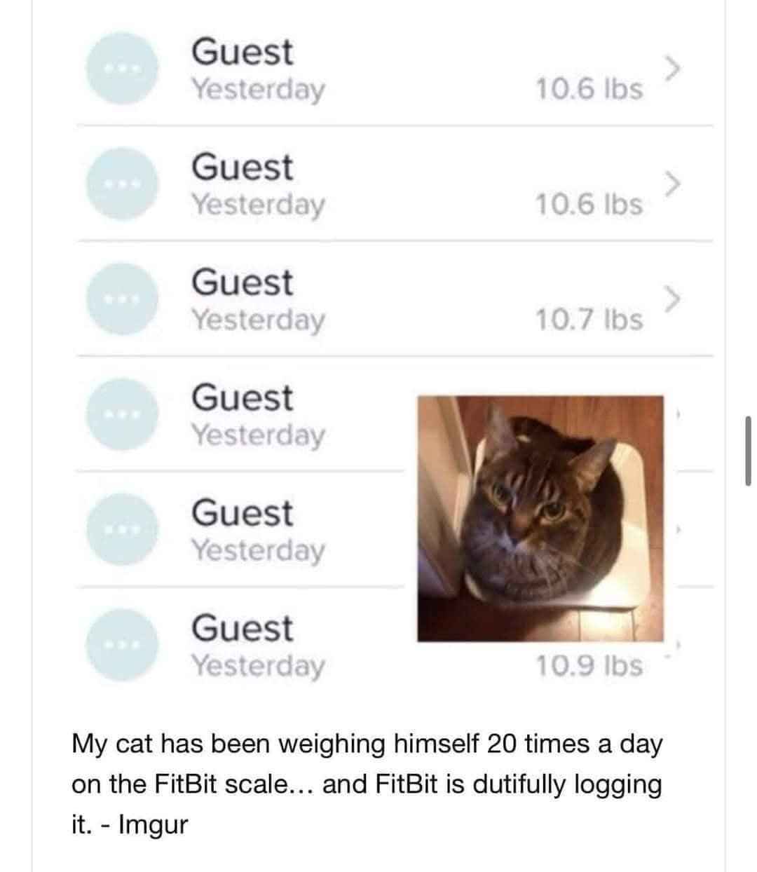 My cat is trying to break the FitBit scale into thinking he's a guest weighing himself 20 times a day.