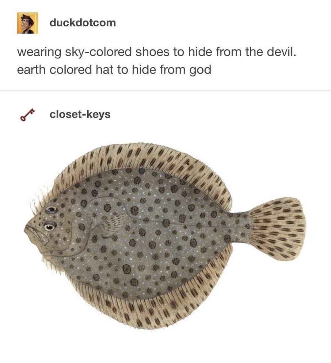 This fish is trying to hide from both the devil and god with its natural camouflage.