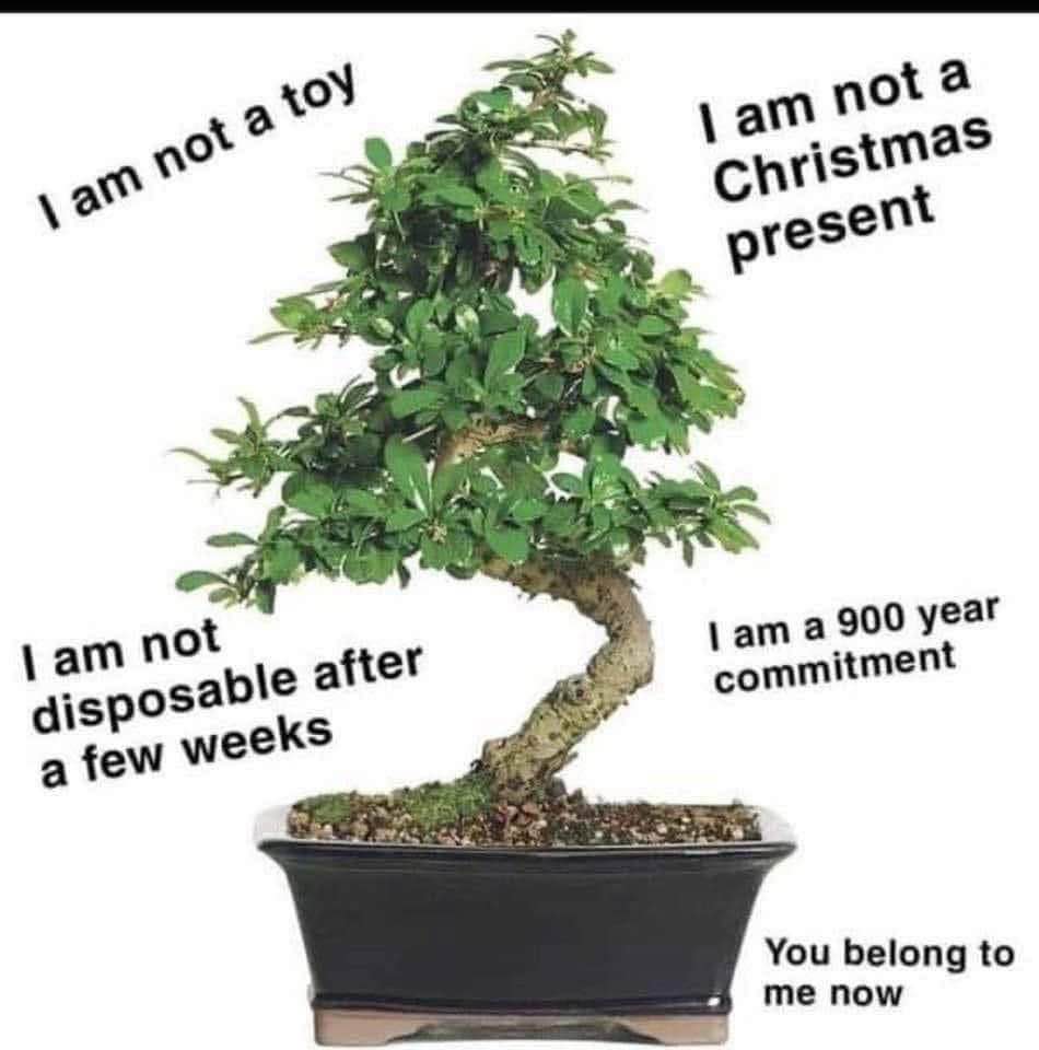 Imagine thinking a plant is a disposable Christmas decoration that you can just ditch after a few weeks. This bonsai is not having it.