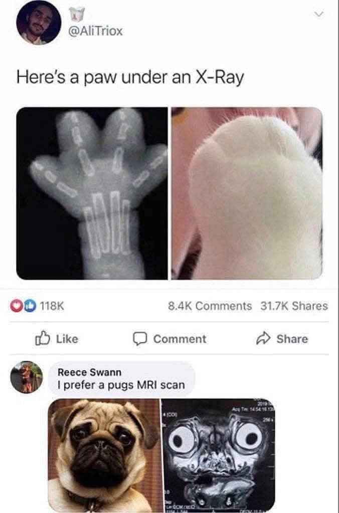 LOL someone wanted to show off a cat paw X-ray but then reminded me of pugs and their faces lol
