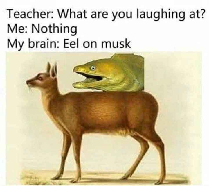 My brain is just built different, thinking of an eel on a deer during class