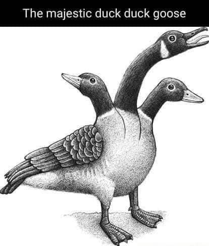 This is what happens when you can't decide if you want to play duck duck grey duck or duck duck goose