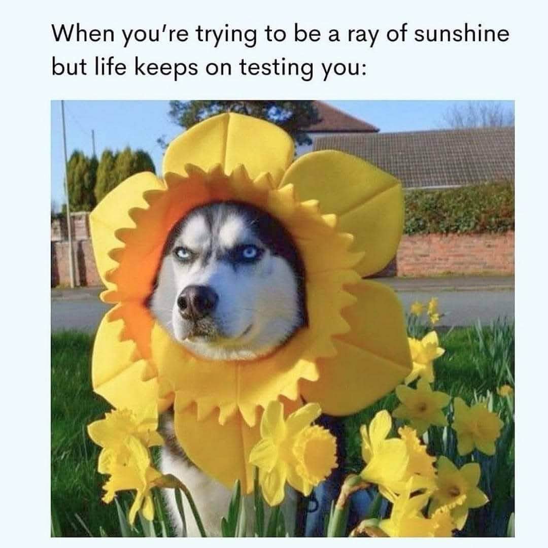 When you're trying to be cheerful but everything is going wrong