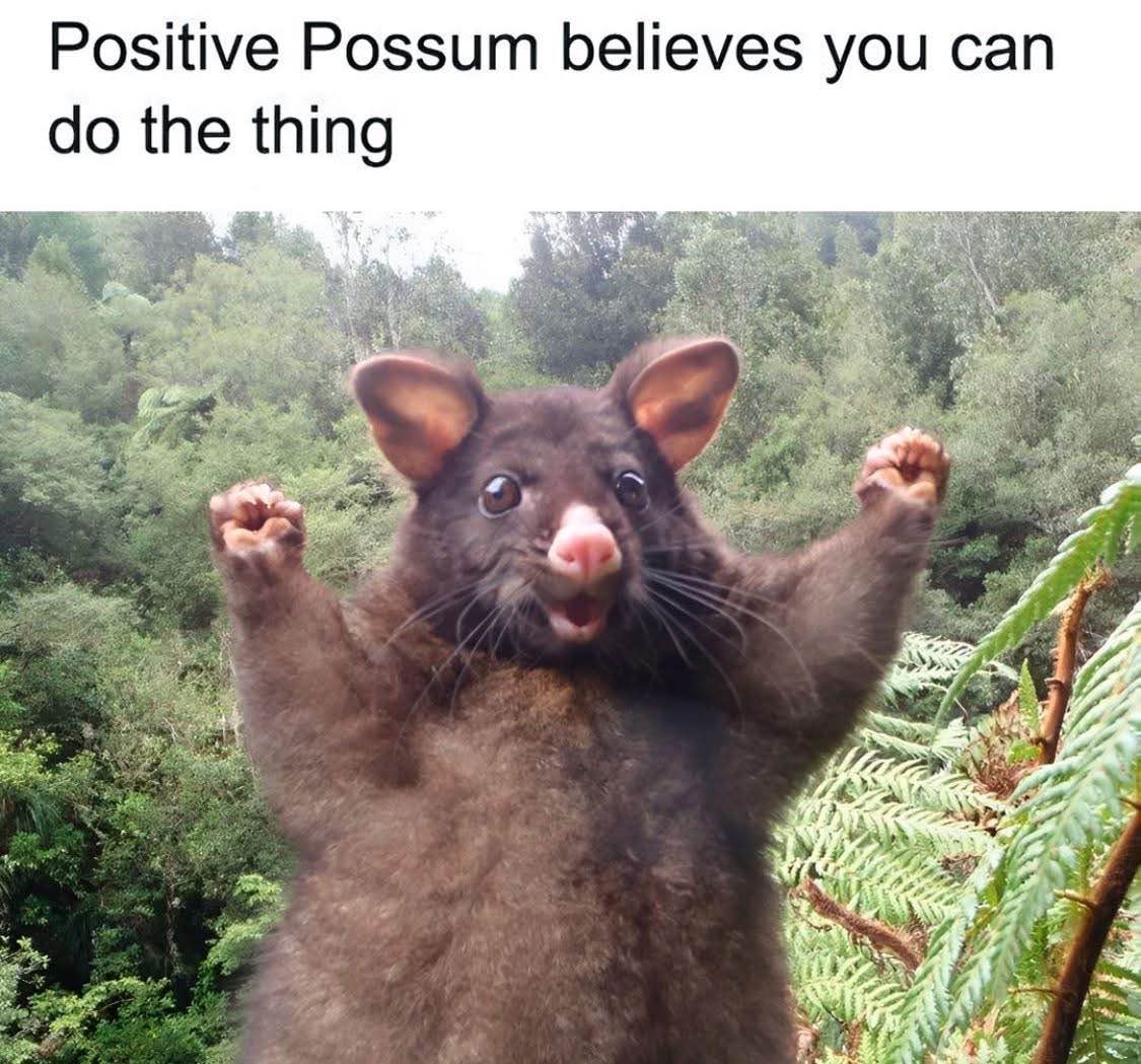 This possum is cheering me on and I will absolutely achieve my goals now
