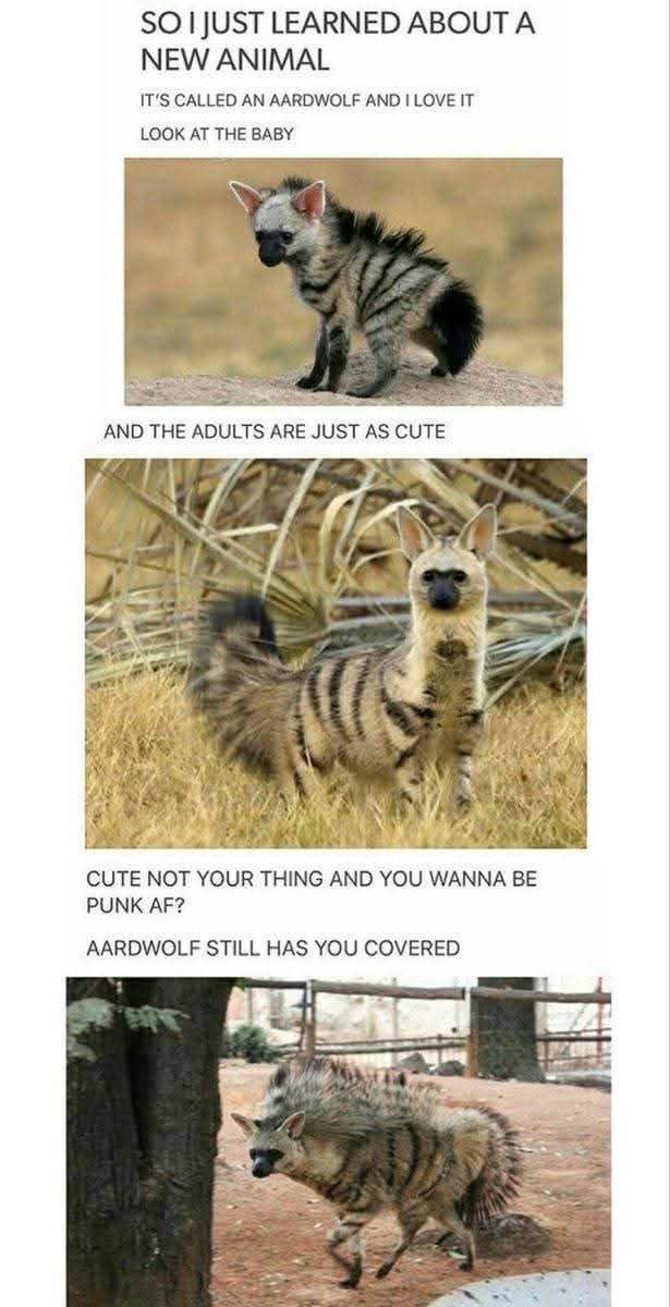 So I learned about aardwolves and apparently they can be both cute and punk rock. Wild.