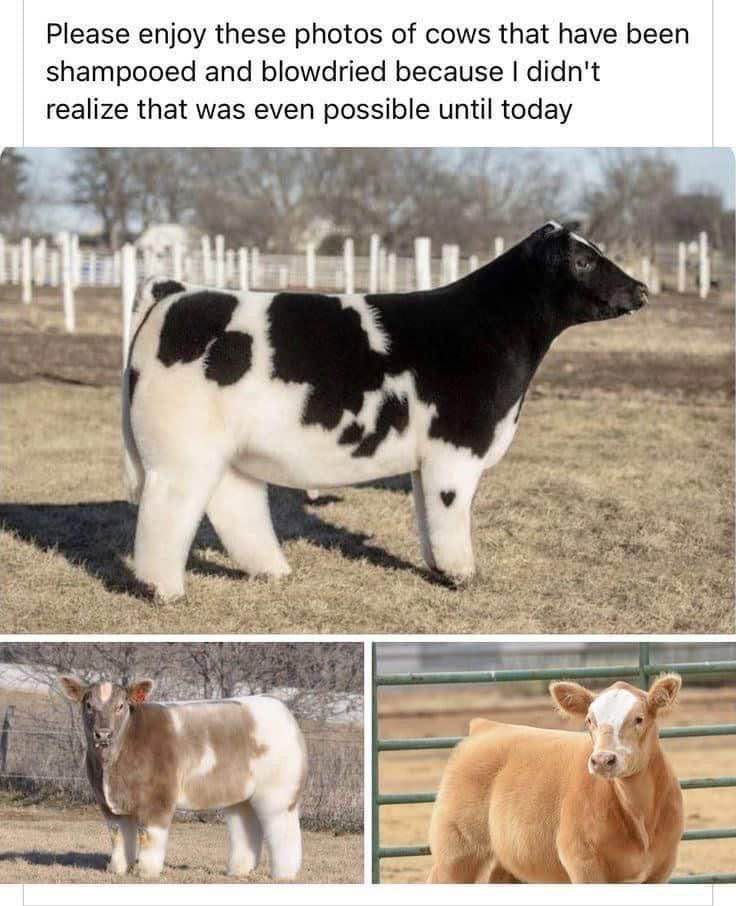 Wait, you can do THAT to cows? My whole life is a lie.