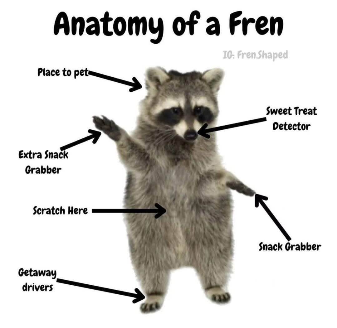 So this is the secret to raccoons being so good at stealing snacks