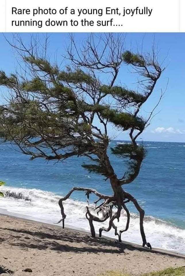 This tree looks like it's about to yeet itself into the ocean