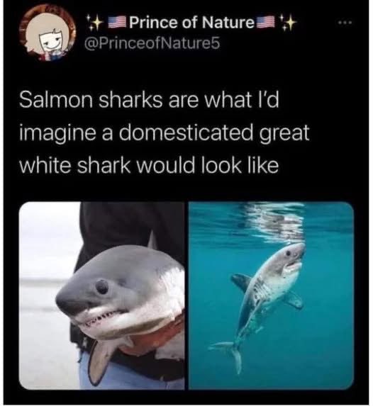 Someone thinks salmon sharks are just great white sharks that've been trained to fetch.