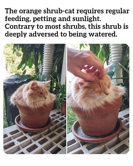 This cat is literally a shrub that needs watering and pets to grow, but not actual water lol