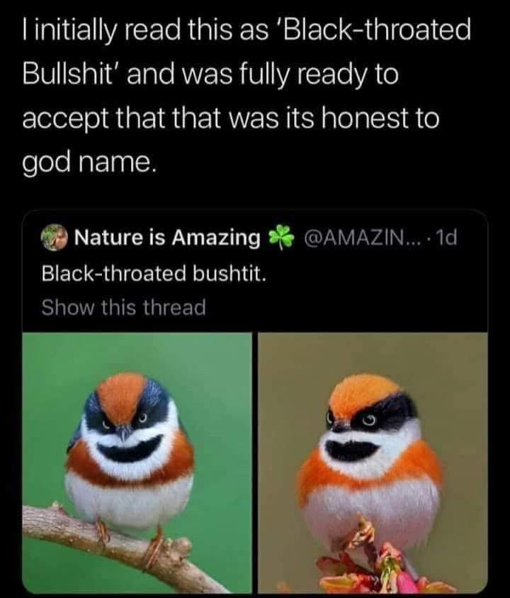 When you read 'Black-throated bushtit' as 'Black-throated Bullshit' and it just makes sense