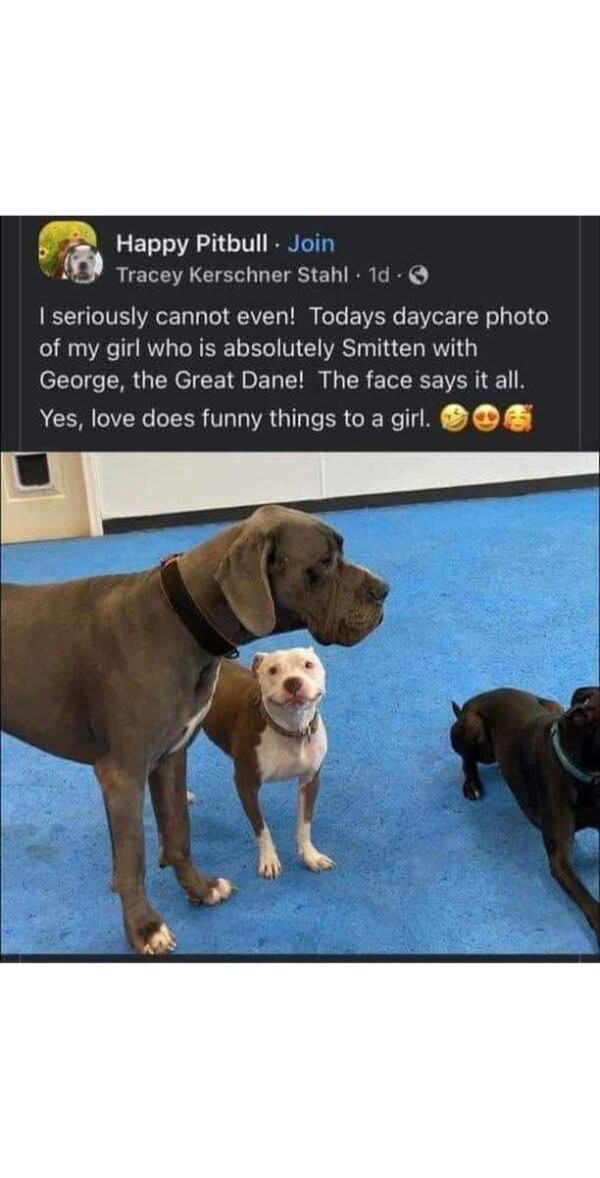 This pitbull is clearly smitten with the Great Dane and you can totally tell by that goofy smile.