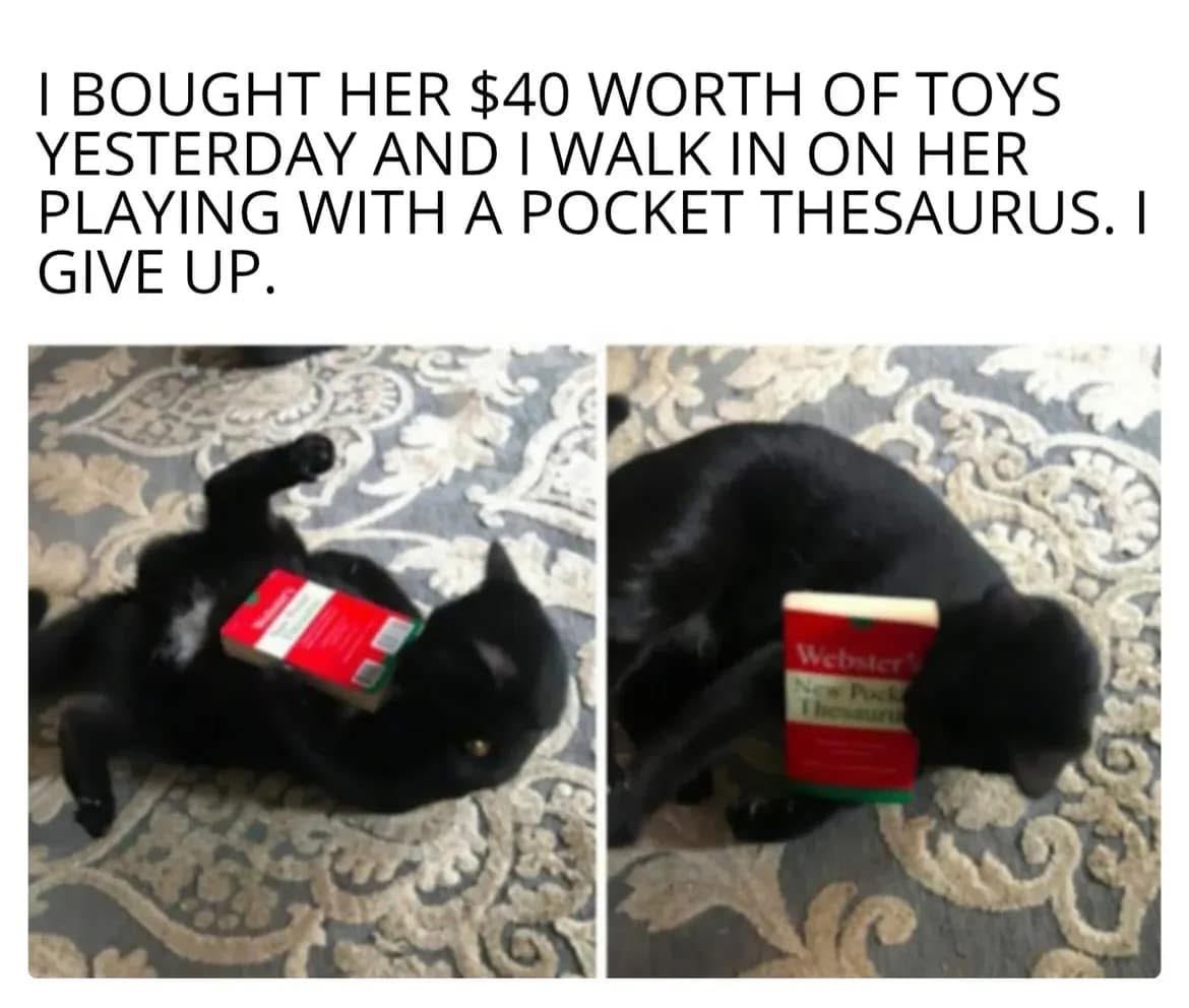 Spent $40 on cat toys and she's just playing with a pocket thesaurus instead. I can't.