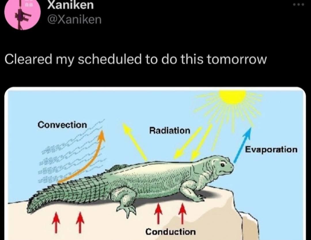 Me canceling all my plans to bask in the sun like this lizard