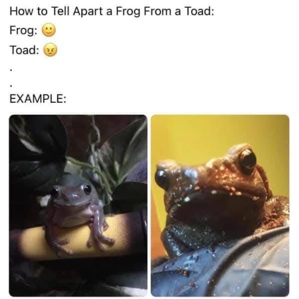 When you see the difference between a happy frog and a grumpy toad