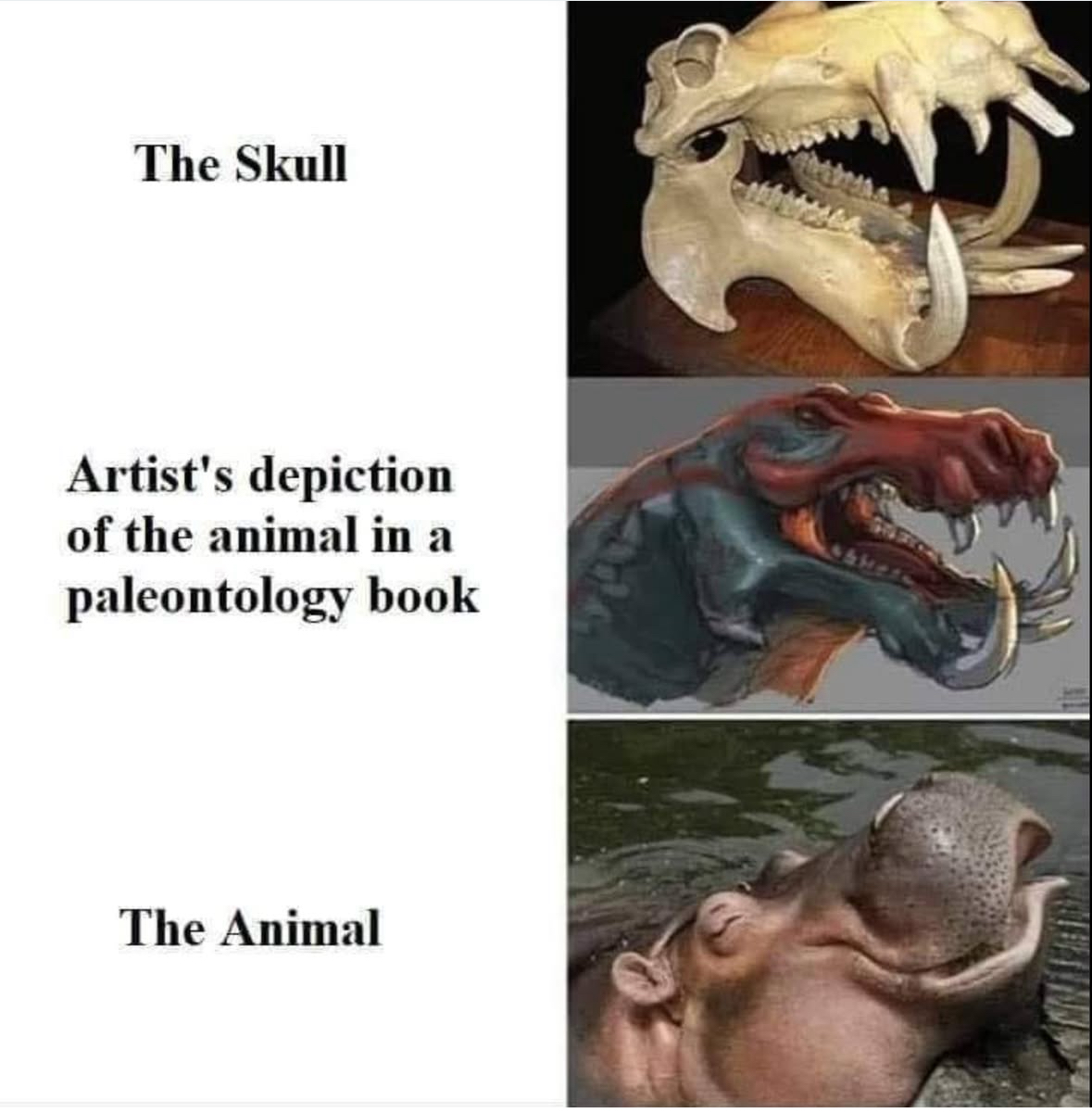 Paleontology books really did my boy dirty with that illustration
