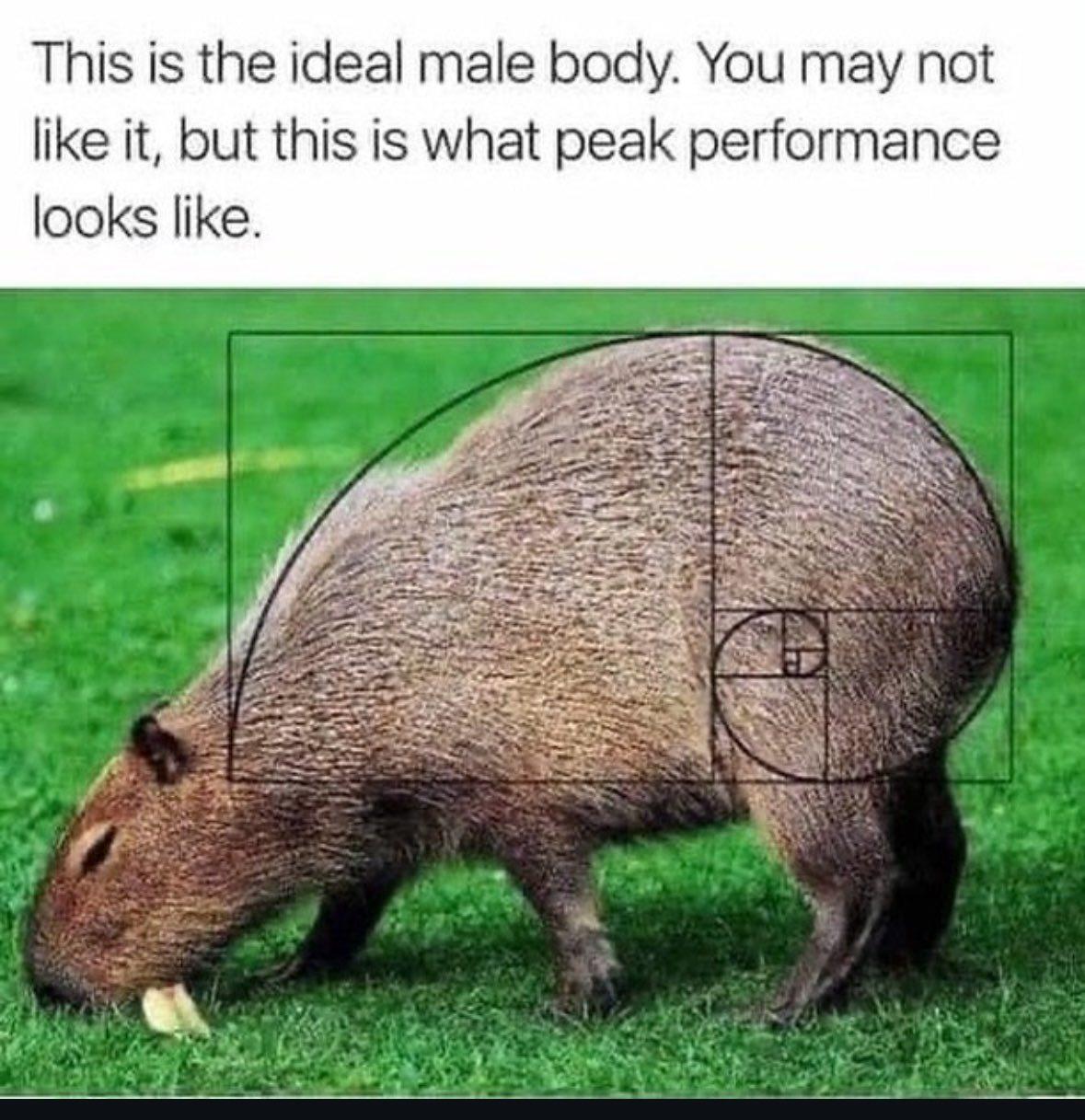 This capybara is the peak male performance apparently, and I can't argue with math