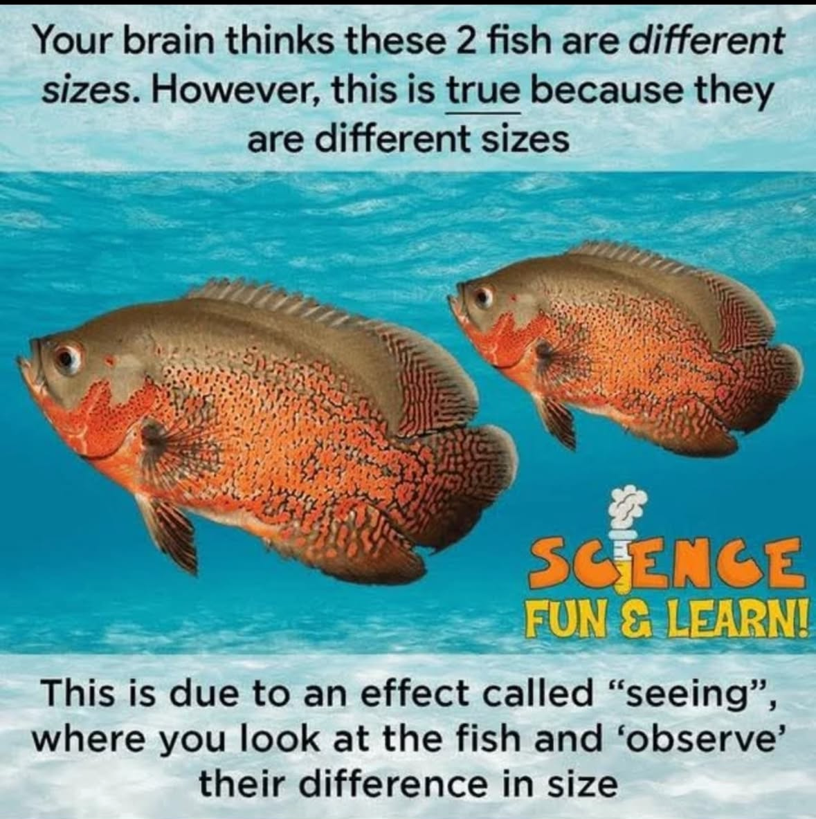When the science meme explains that you can 'see' differences in size because you're looking at them... groundbreaking.