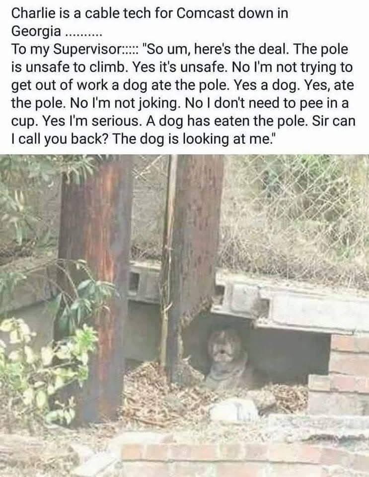 When your excuse for not working involves a dog eating a utility pole and the dog is right there.