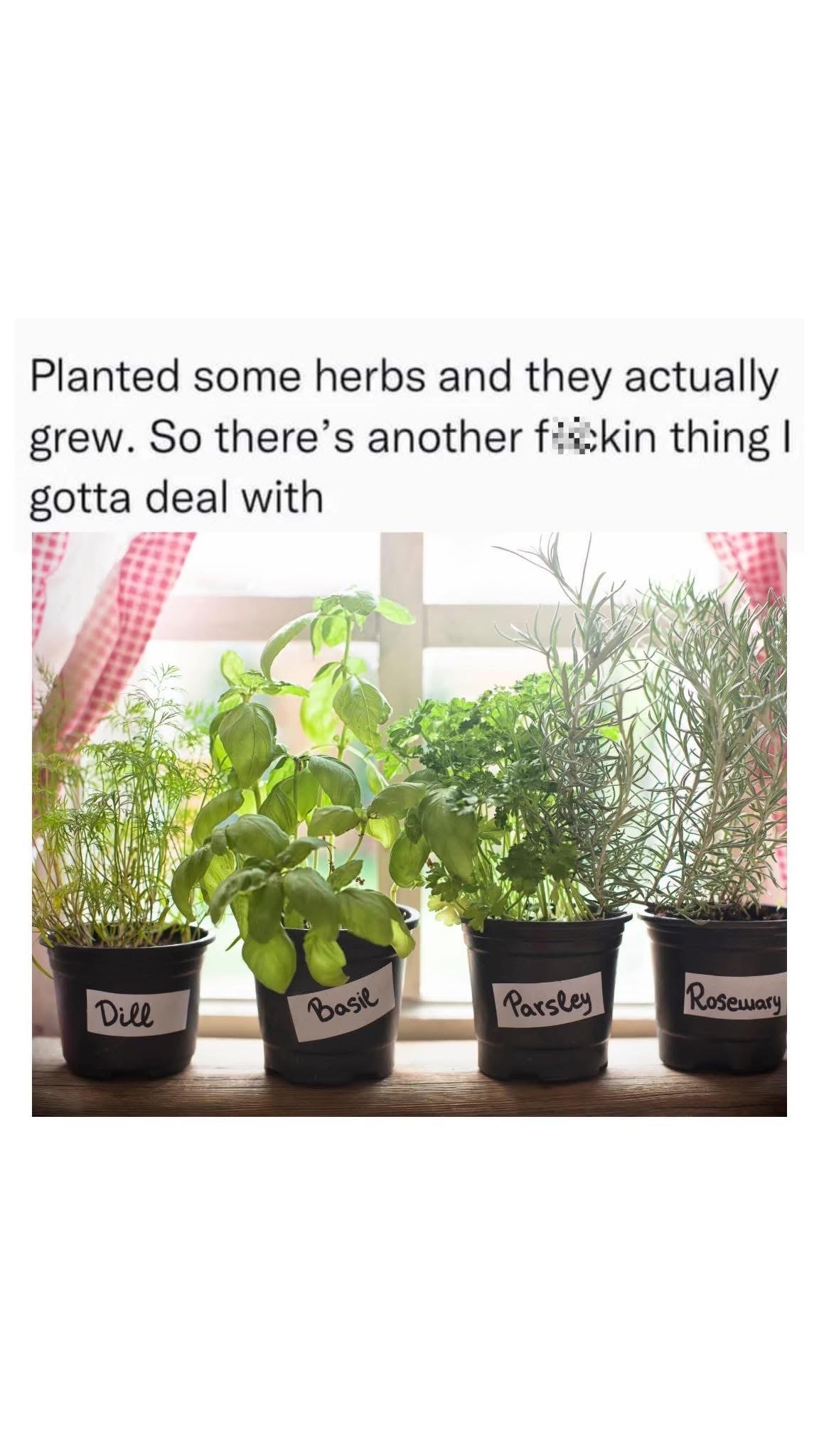 Me: I'm gonna try gardening. Also me: Now I have another thing to water and keep alive.