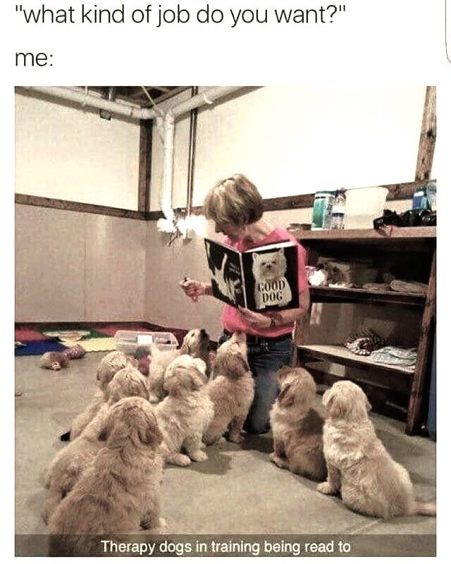 Me explaining what my dream job is by showing my collection of 'Good Dog' books.
