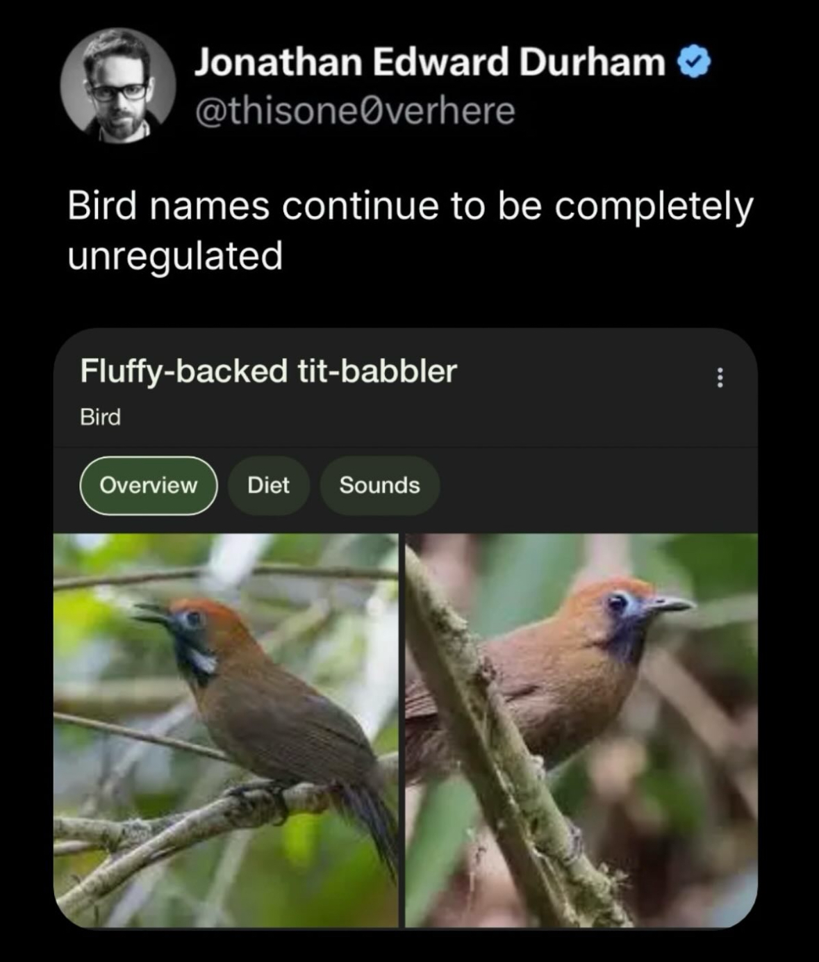 Wait, did they actually name a bird the fluffy-backed tit-babbler?!