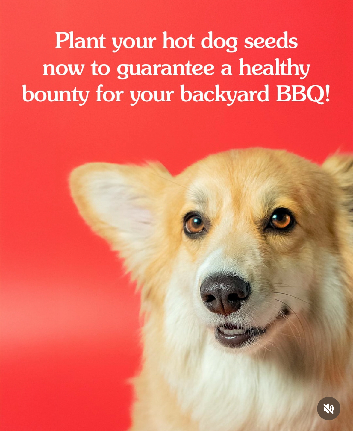 Me trying to grow hot dogs for my BBQ, thinking it's a good idea.